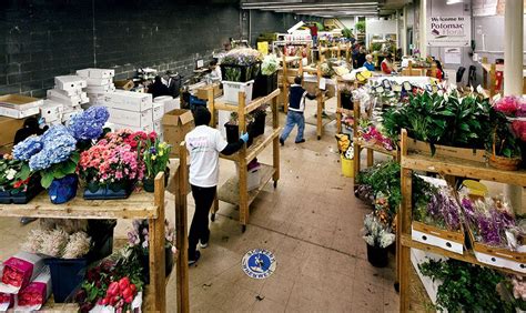 Potomac wholesale flowers - 